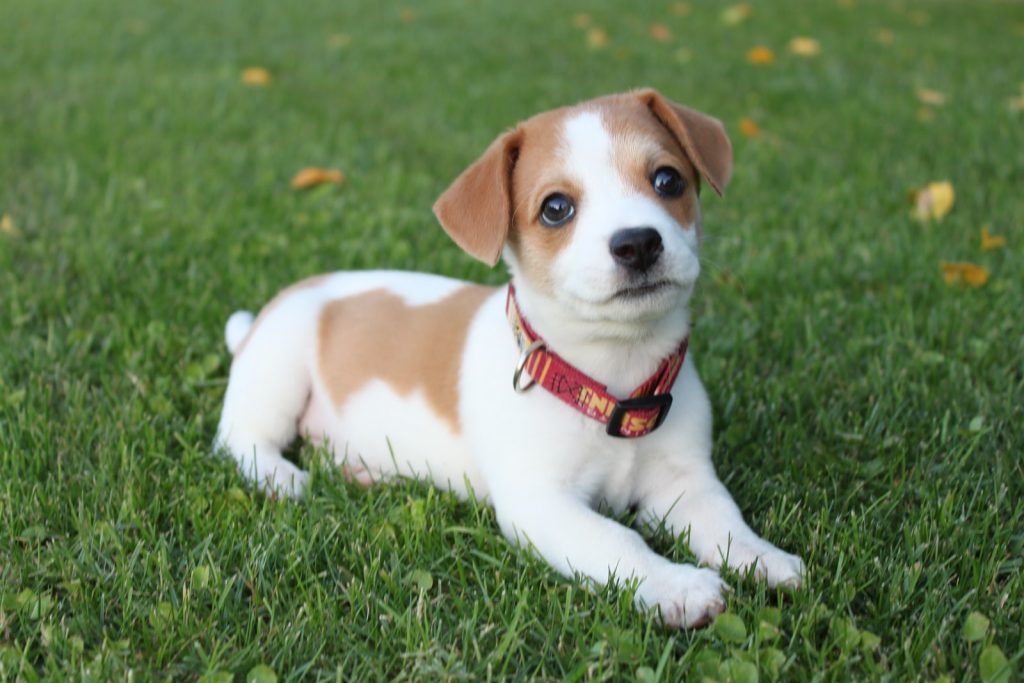 white and brown short coated dog on green grass during daytime