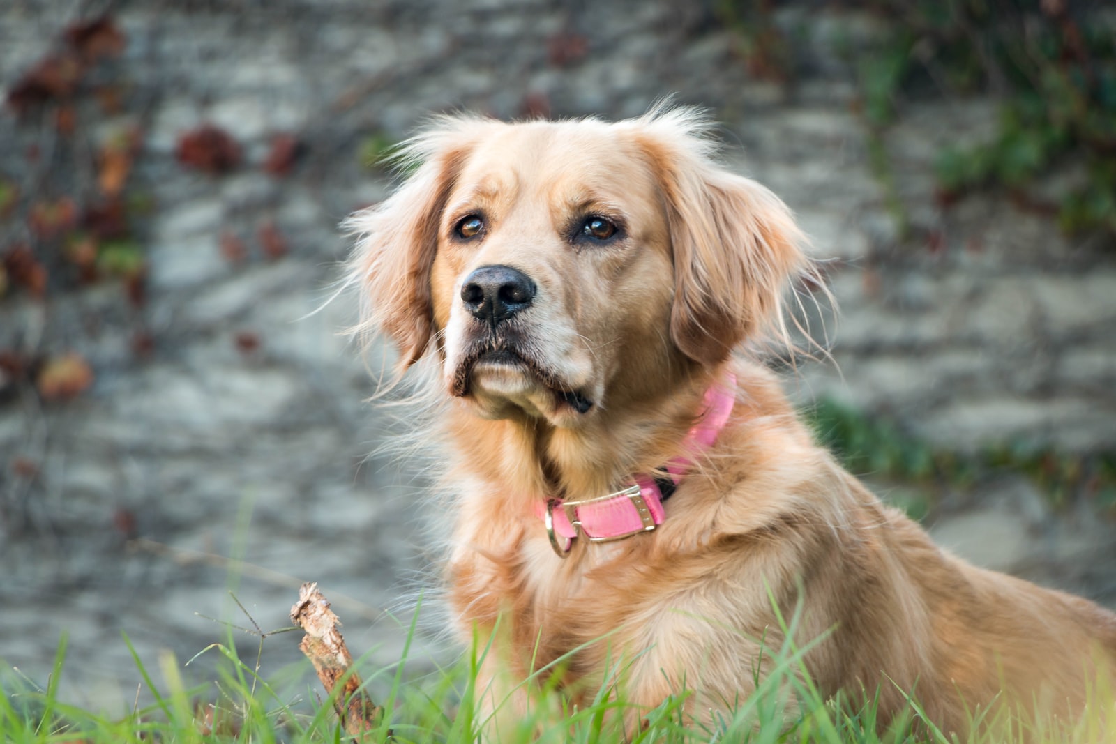 dog sitting on grassy ground