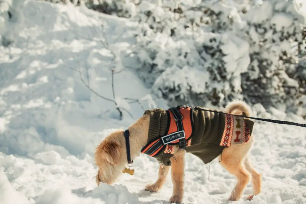 pet dog sniffing snow