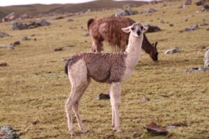 An Alpaca in a Field